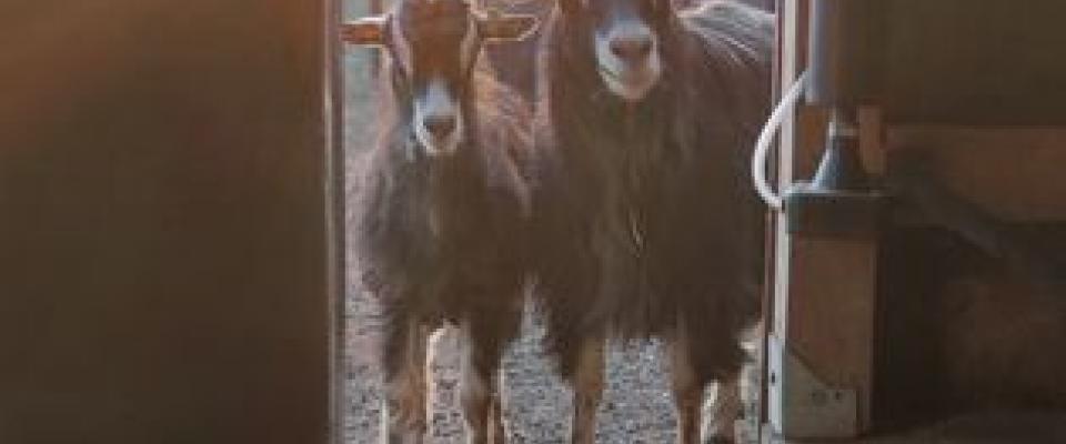 En ce début d’automne, des poussées spectaculaires d’ecthyma sont signalées sur la région.