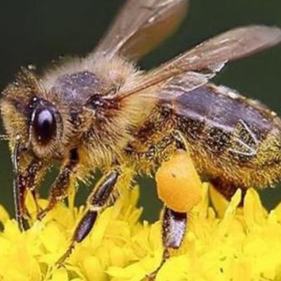 La filière apicole en Corse