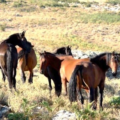 SUSPICION WEST NILE CHEZ LES CHEVAUX