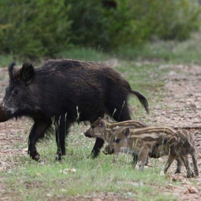 VIGILANCE PESTE PORCINE AFRICAINE