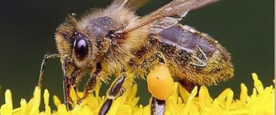 La filière apicole en Corse