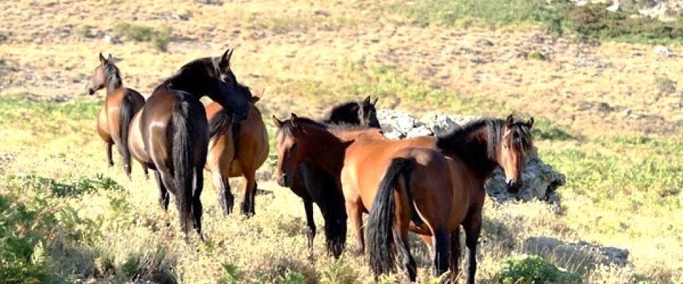 SUSPICION WEST NILE CHEZ LES CHEVAUX