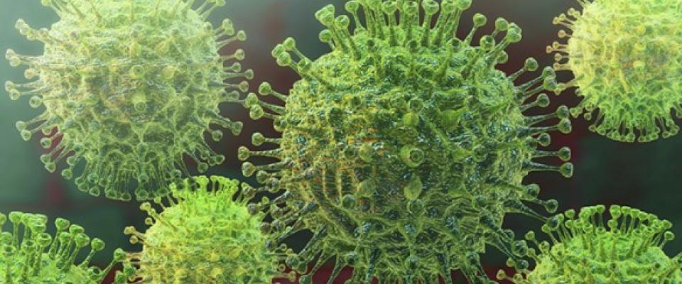 L'ANSES a actualisé son expertise sur la transmission potentielle du virus de la Covid-19 par l'intermédiaire des animaux