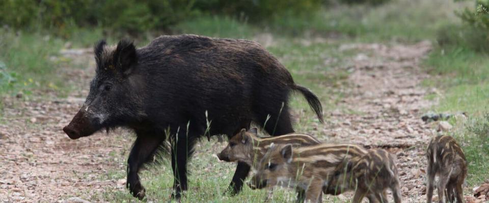 VIGILANCE PESTE PORCINE AFRICAINE