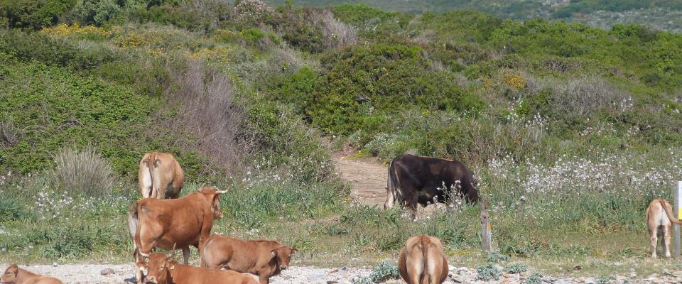 Surveillance de la tuberculose bovine (TB) en Corse