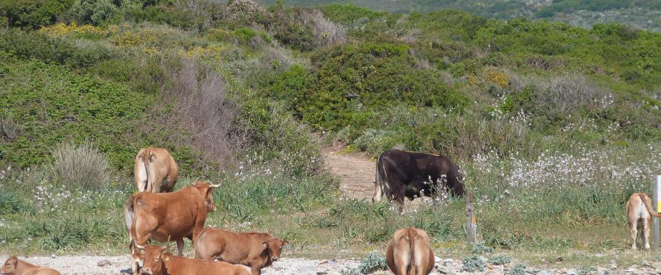 Performances de reproduction des bovins corses, effet de la vaccination FCO?