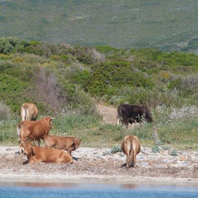Surveillance de la tuberculose bovine (TB) en Corse